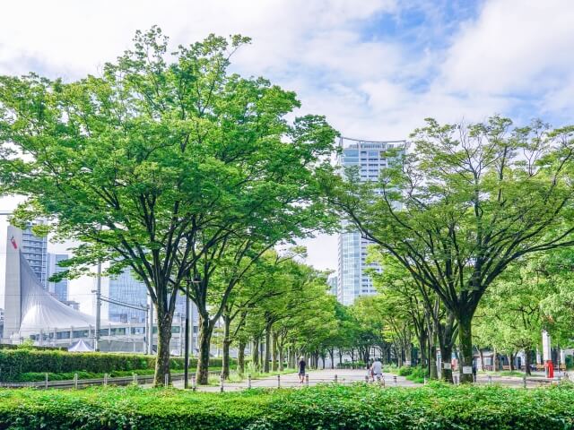 東京の並木道 | 東・池田法律事務所