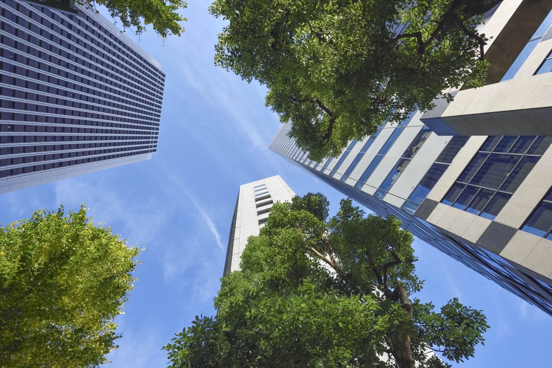 ビルと青空、街路樹 | 東・池田法律事務所